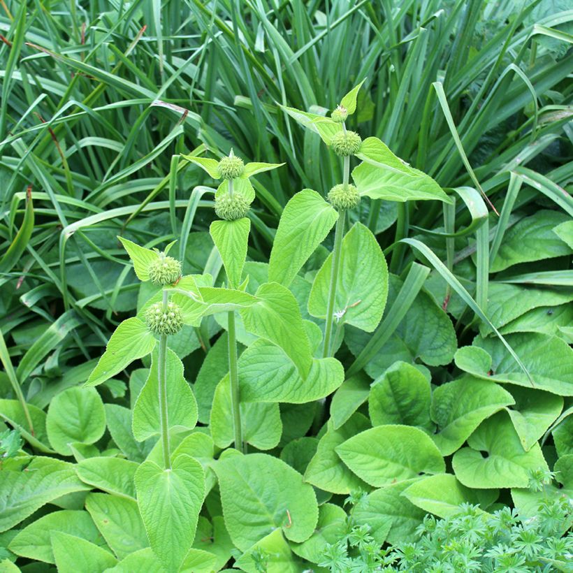 Phlomis russeliana - Syrisches Brandkraut (Hafen)