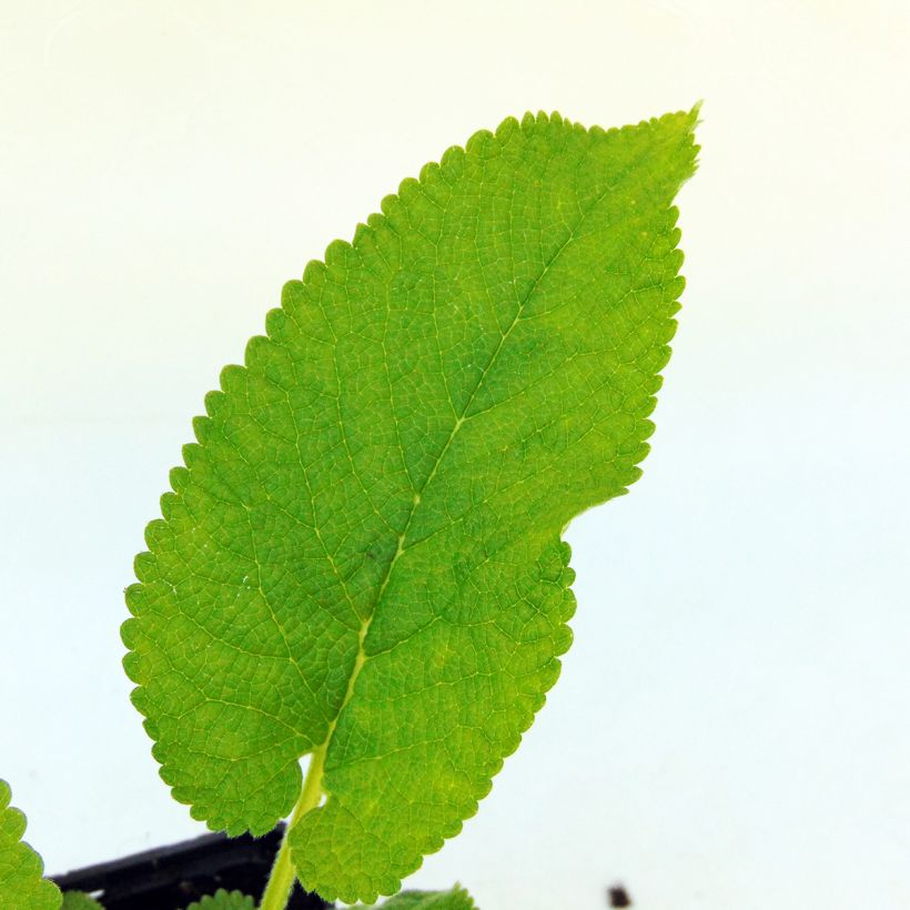 Phlomis cashmeriana - Brandkraut (Laub)