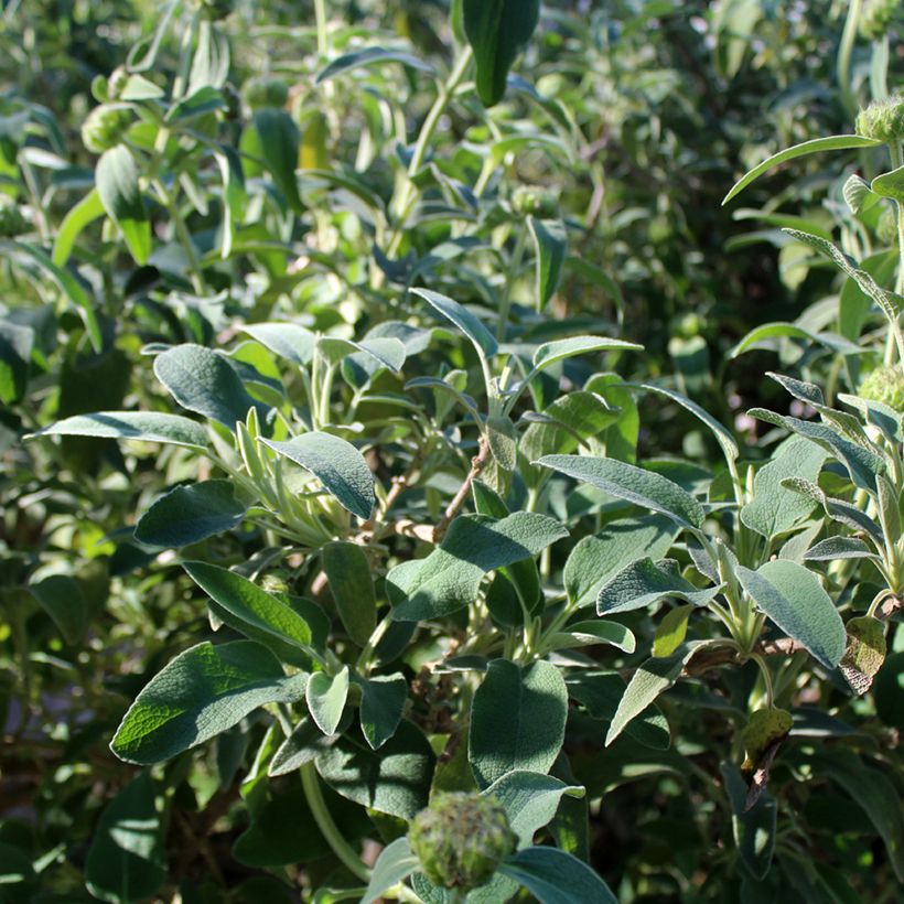 Phlomis fruticosa - Strauchiges Brandkraut (Laub)