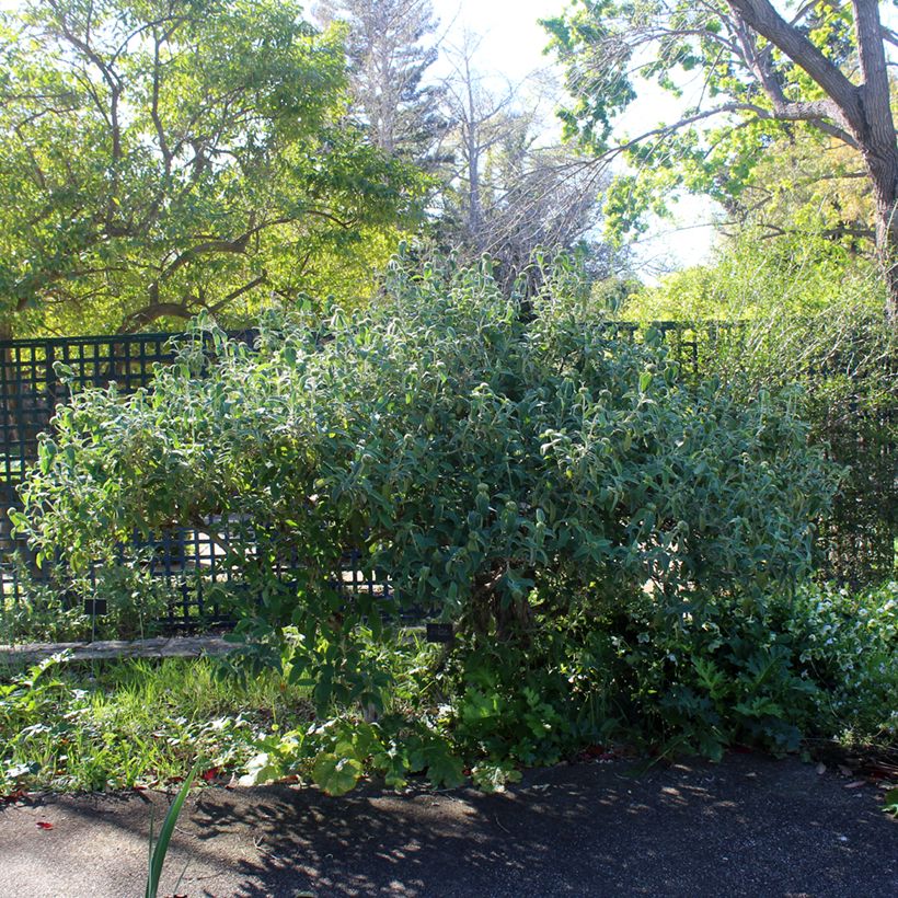 Phlomis fruticosa - Strauchiges Brandkraut (Hafen)