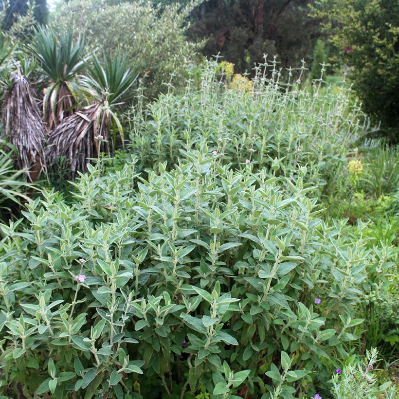 Phlomis purpurea - Brandkraut (Hafen)