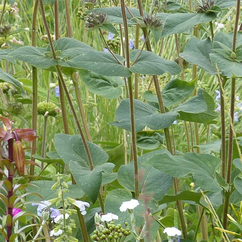 Phlomis samia - Samos-Brandkraut (Laub)