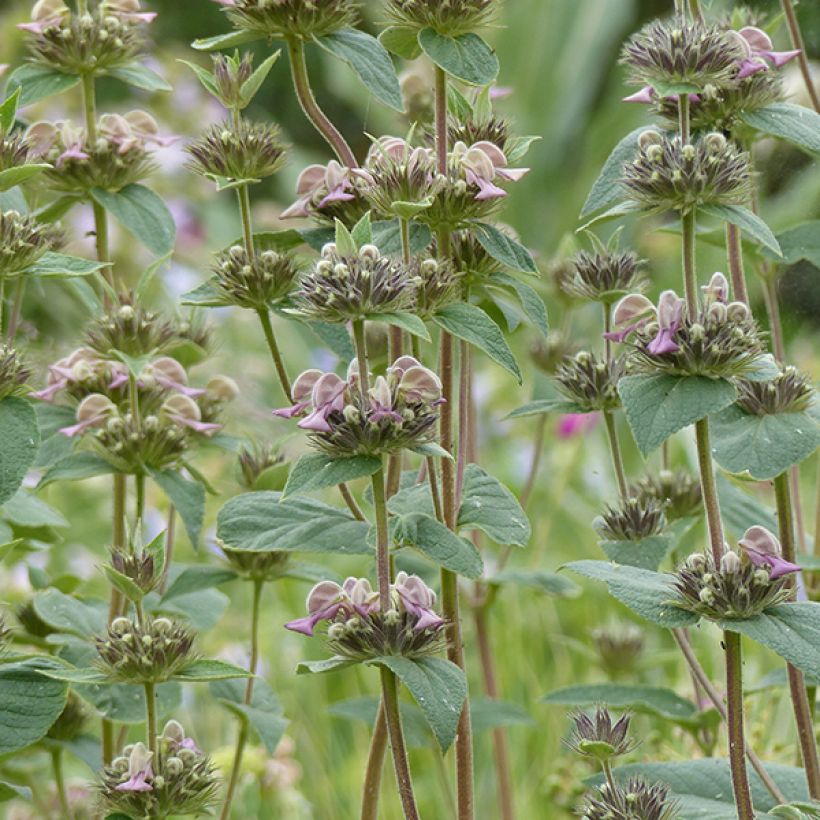 Phlomis samia - Samos-Brandkraut (Blüte)