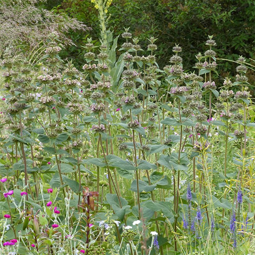 Phlomis samia - Samos-Brandkraut (Hafen)