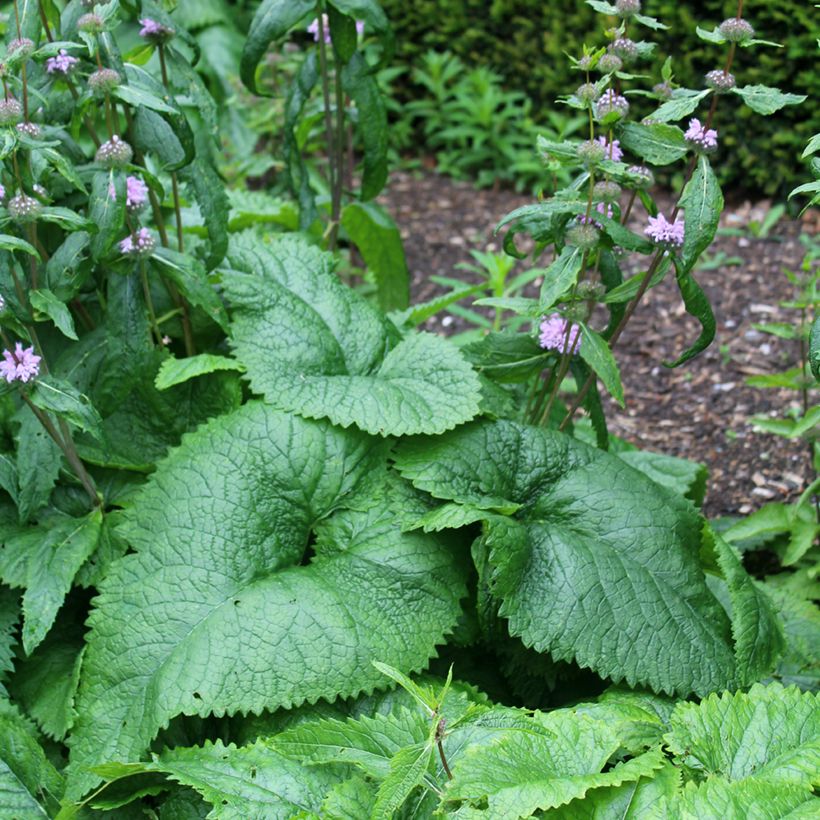 Phlomis tuberosa Amazone - Knollen-Brandkraut (Laub)