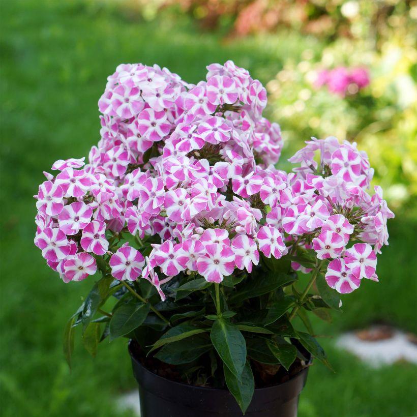 Hohe Flammenblume Bambini Candy Crush - Phlox paniculata (Hafen)