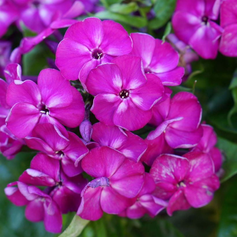 Hohe Flammenblume Bambini Desire - Phlox paniculata (Blüte)