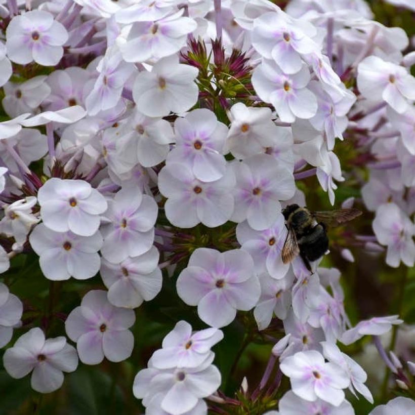 Hohe Flammenblume Fashionably Early Crystal - Phlox paniculata (Blüte)