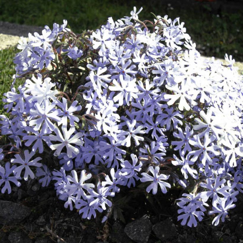 Zweispaltiger Phlox Minima Colvin - Phlox bifida (Blüte)