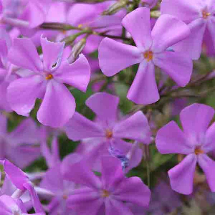 Wiesen-Flammenblume Bill Baker - Phlox carolina (Blüte)