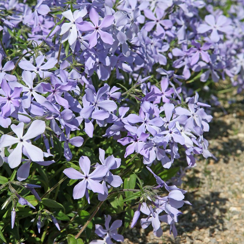 Wald-Phlox Clouds of Perfume - Phlox divaricata (Hafen)