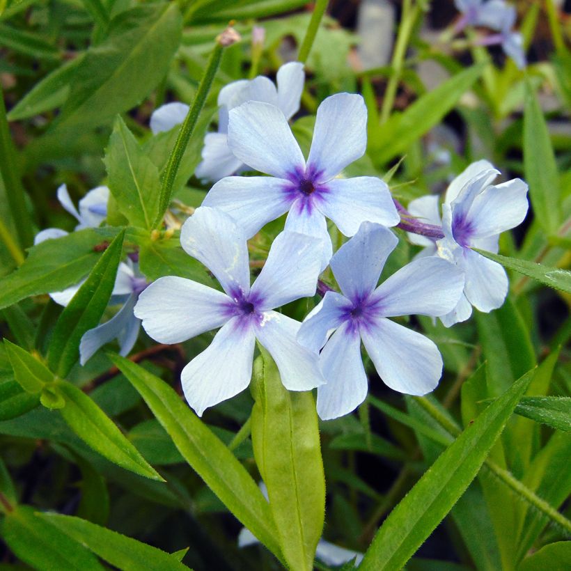 Wald-Phlox Chattahoochee - Phlox divaricata (Blüte)