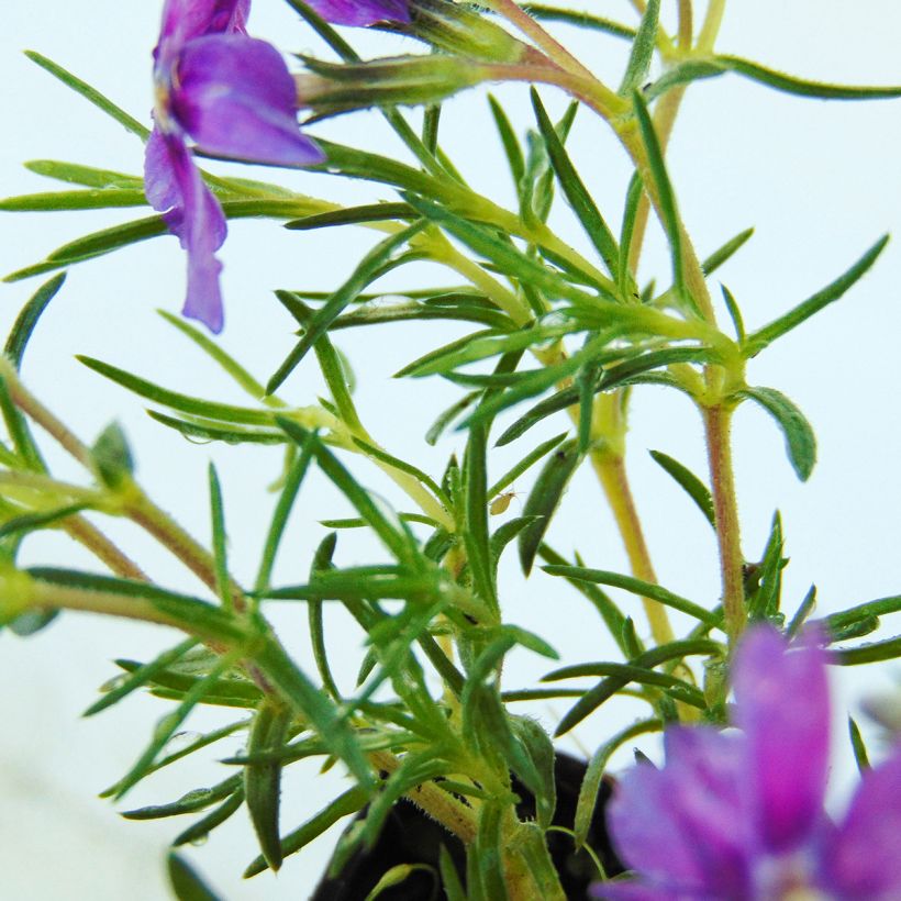 Polsterphlox Waterloo - Phlox douglasii (Laub)