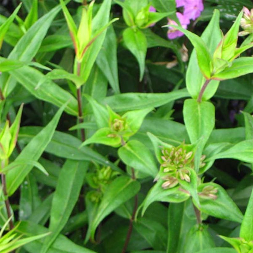 Gefleckter Phlox Alpha - Phlox maculata (Laub)