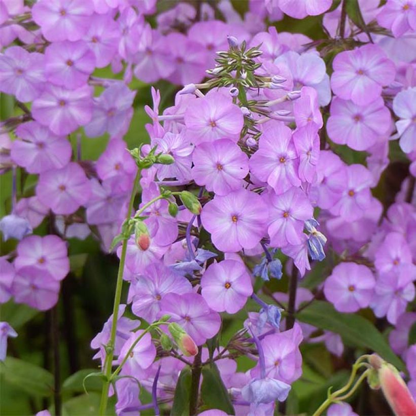 Gefleckter Phlox Alpha - Phlox maculata (Blüte)