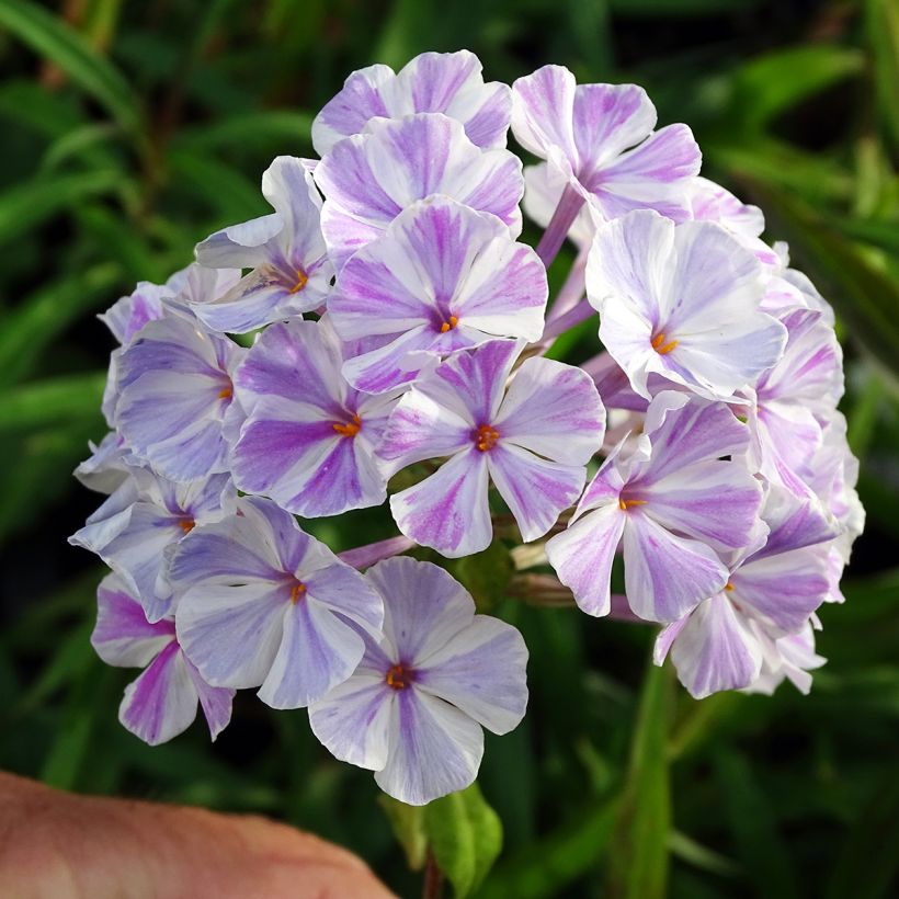 Gefleckter Phlox Natasha - Phlox maculata (Blüte)