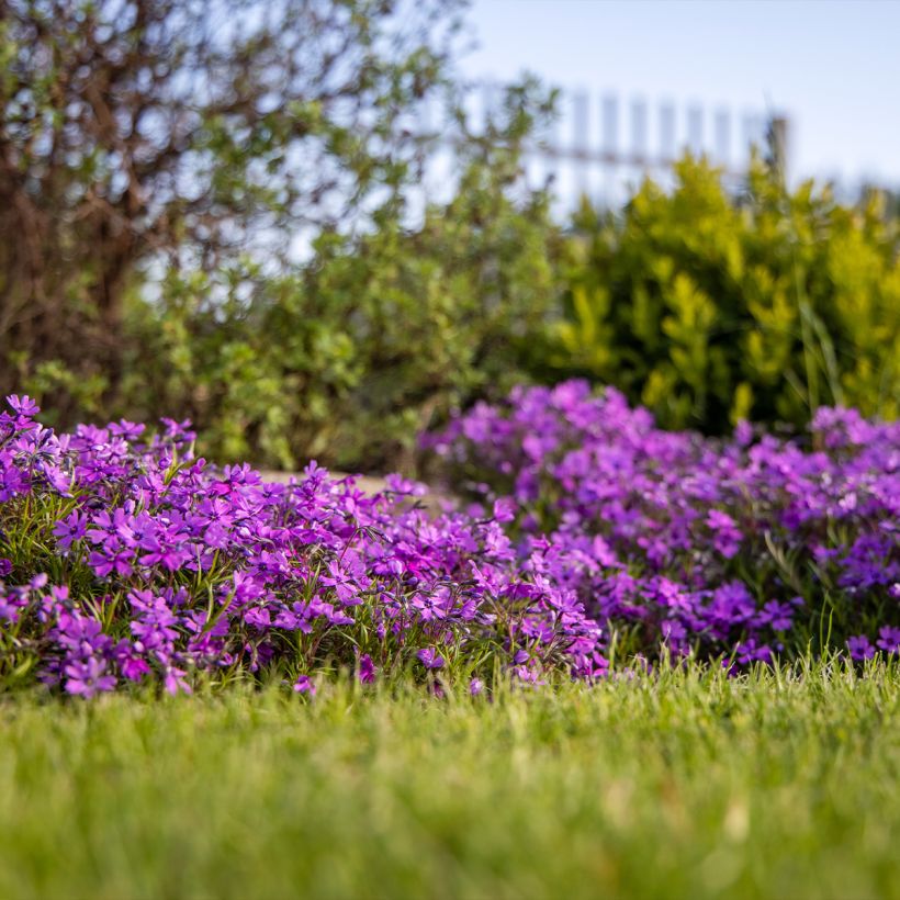 Pfriemenförmiger Phlox Atropurpurea - Phlox subulata (Hafen)