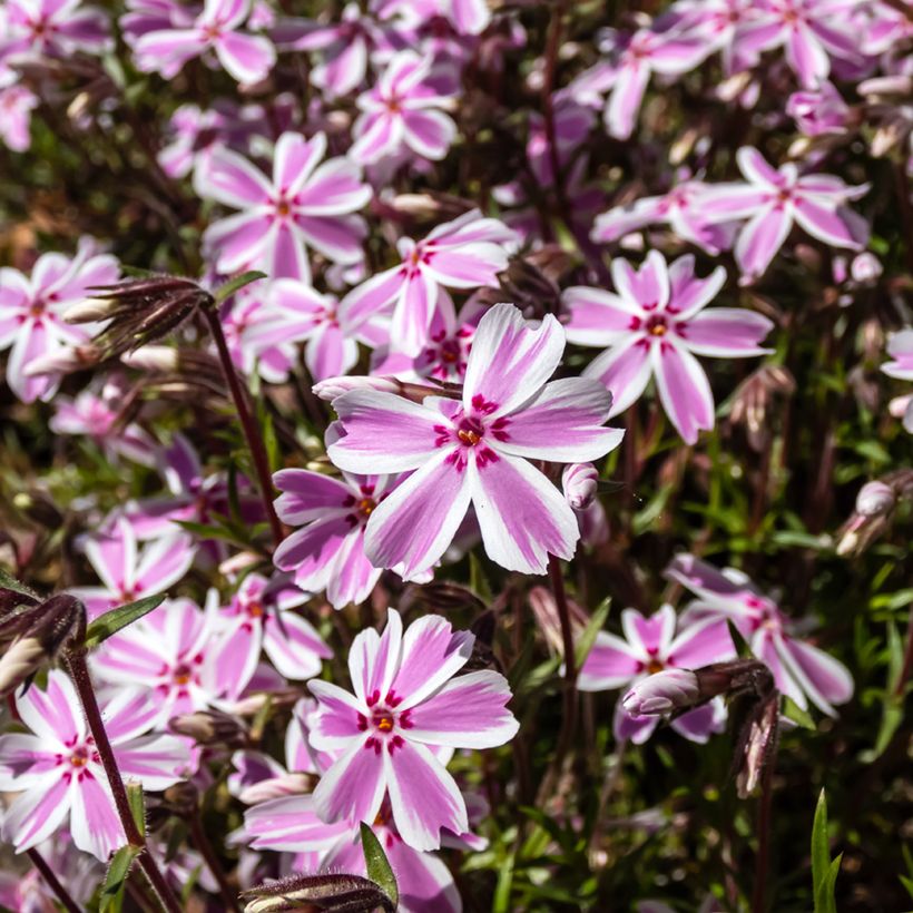 Pfriemenförmiger Phlox Candy Stripes - Phlox subulata (Blüte)