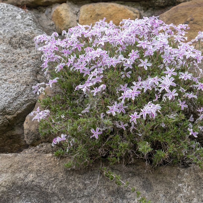 Pfriemenförmiger Phlox Candy Stripes - Phlox subulata (Hafen)