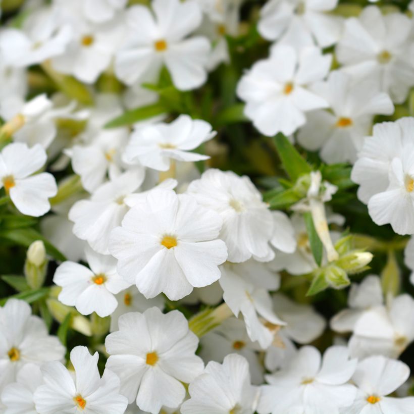 Pfriemenförmiger Phlox White Delight - Phlox subulata (Blüte)