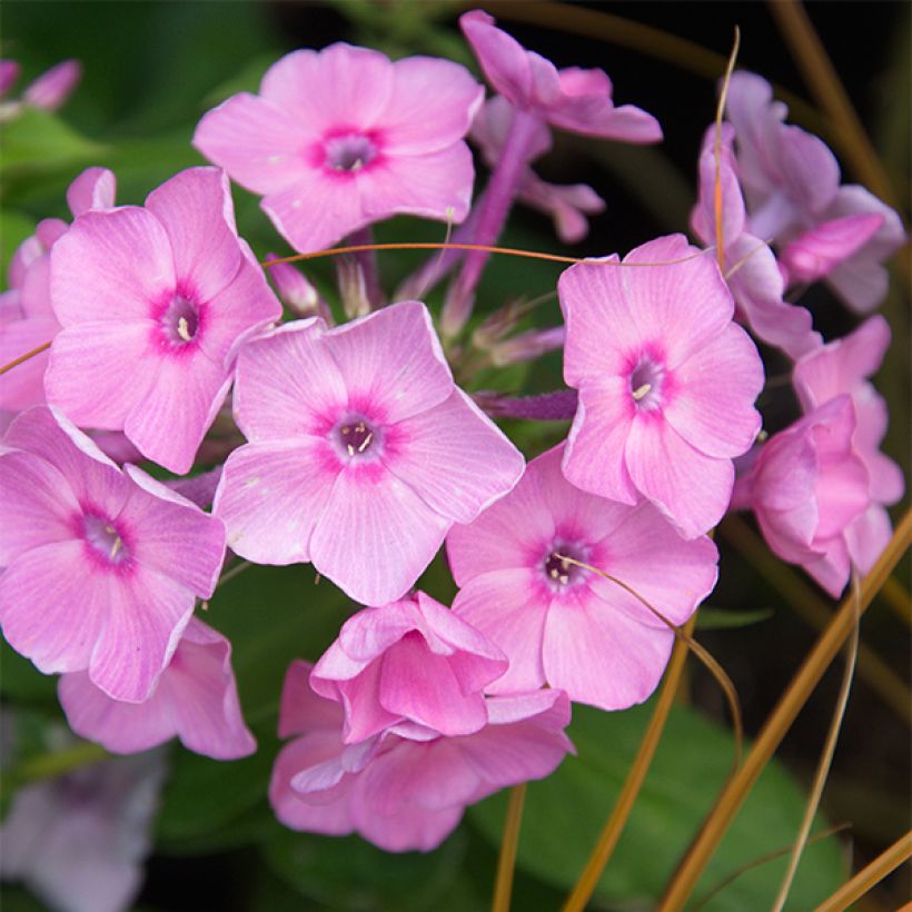 Hohe Flammenblume Amethyst - Phlox paniculata (Blüte)