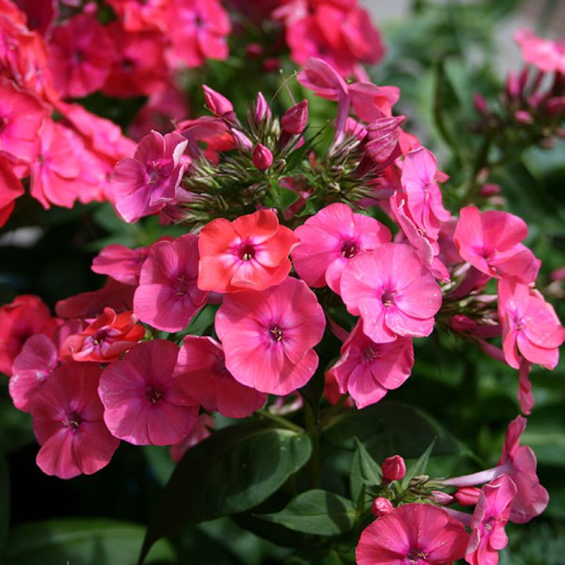 Hohe Flammenblume Coral Flame - Phlox paniculata (Blüte)