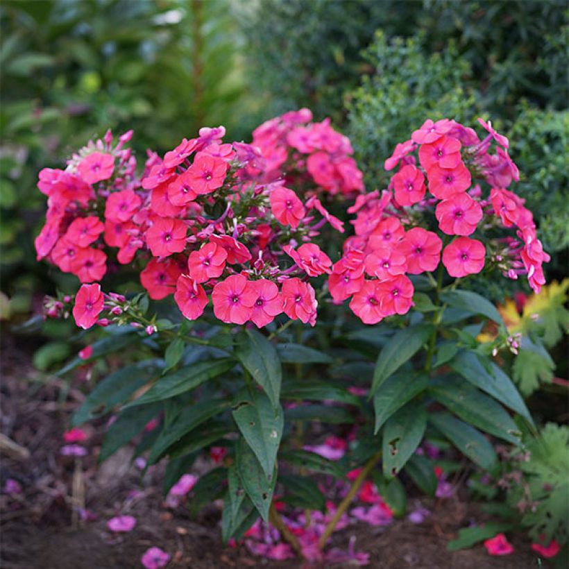 Hohe Flammenblume Coral Flame - Phlox paniculata (Hafen)