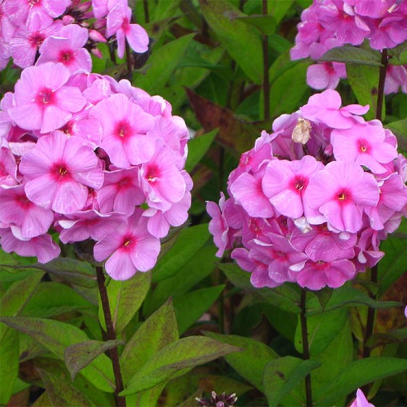 Hohe Flammenblume Eva Cullum - Phlox paniculata (Blüte)