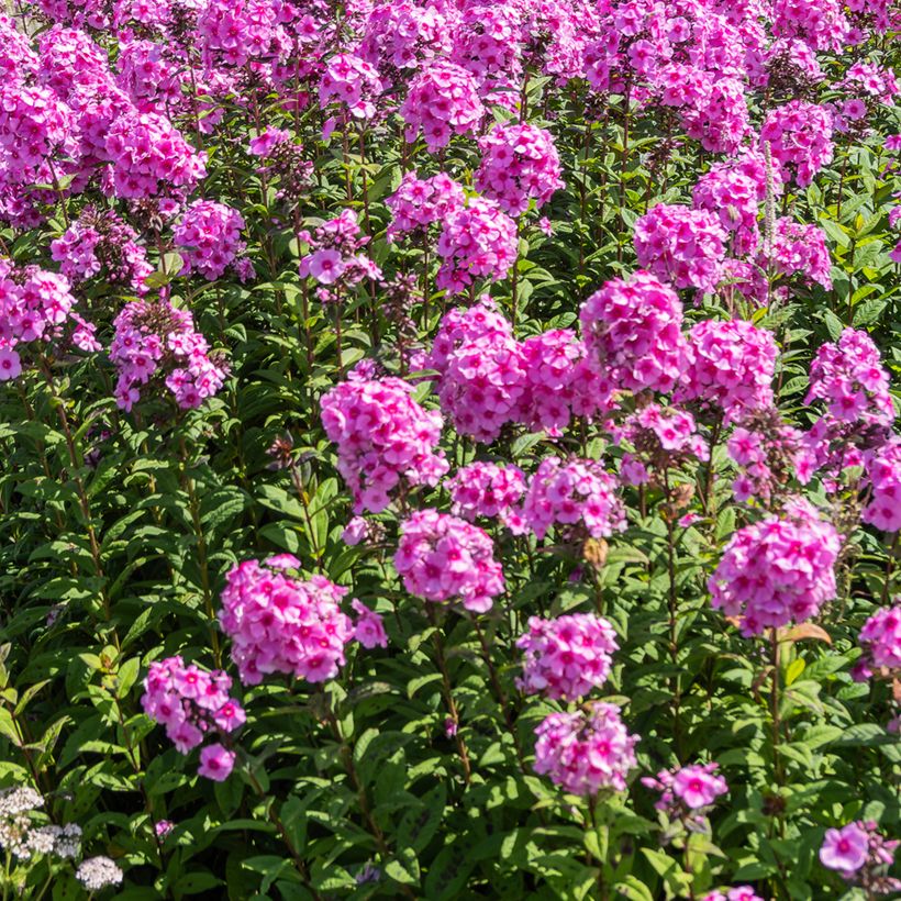 Hohe Flammenblume Eva Cullum - Phlox paniculata (Hafen)