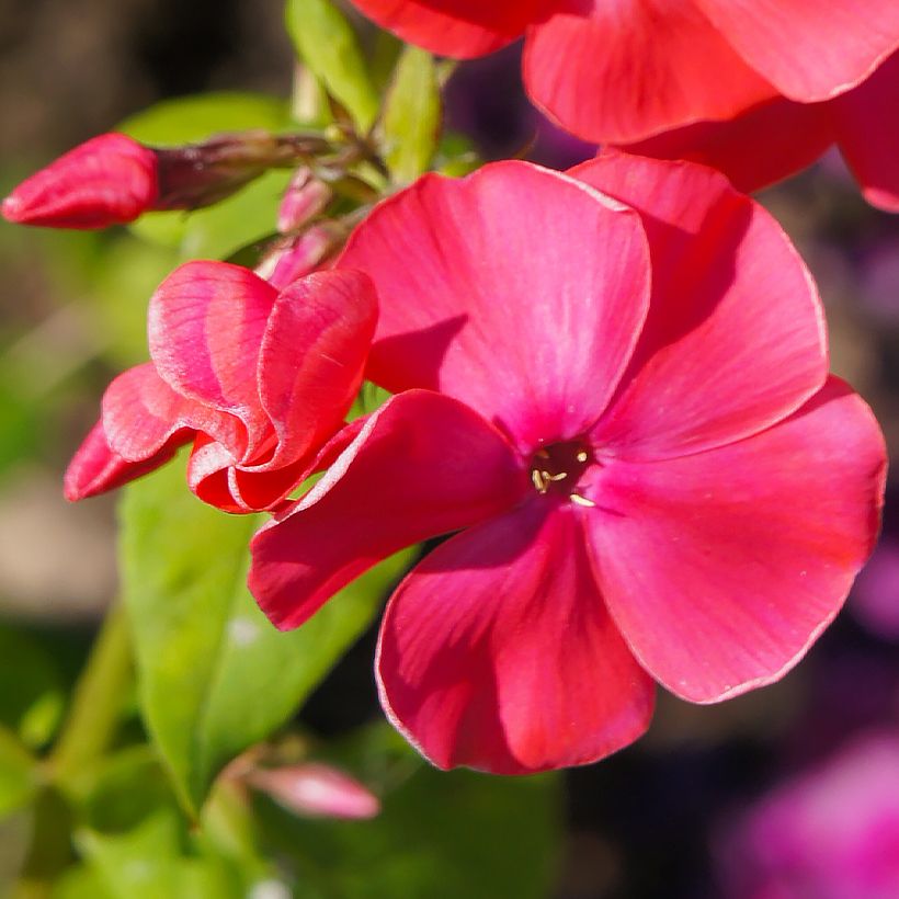 Hohe Flammenblume Famous Cerise - Phlox paniculata (Blüte)