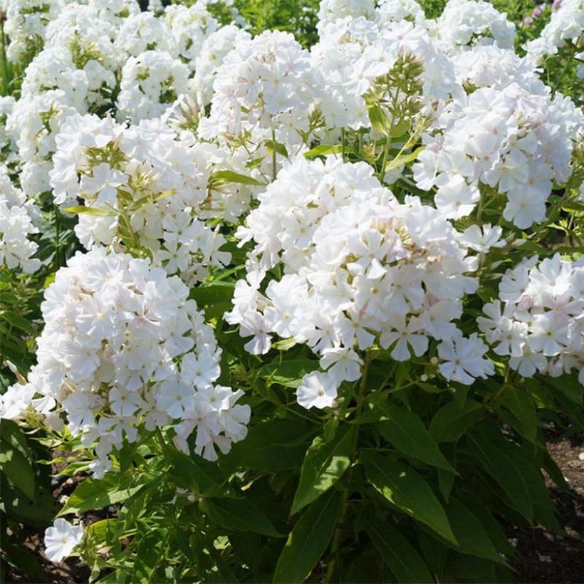 Hohe Flammenblume Flame White Imp. - Phlox paniculata (Hafen)