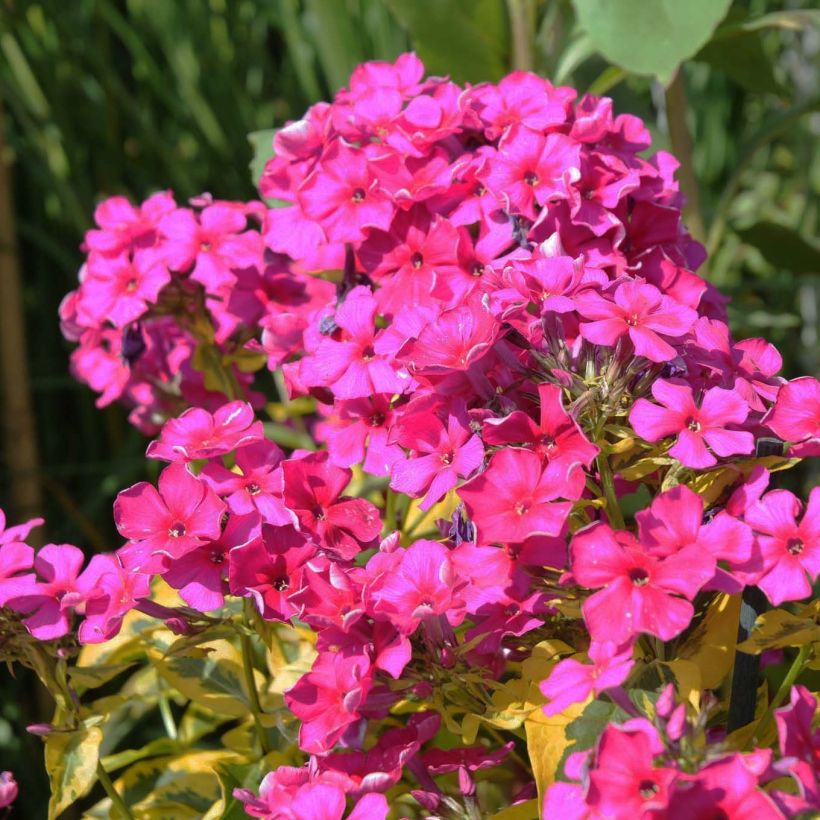 Hohe Flammenblume Goldmine - Phlox paniculata (Blüte)