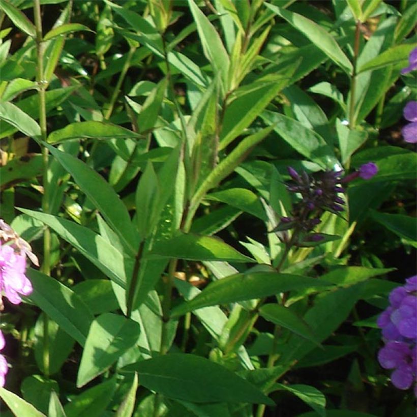 Hohe Flammenblume Hesperis - Phlox paniculata (Laub)