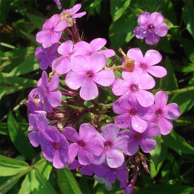 Hohe Flammenblume Hesperis - Phlox paniculata (Blüte)