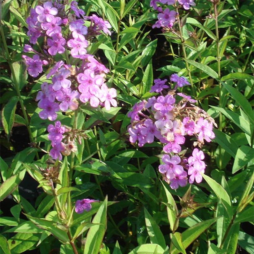 Hohe Flammenblume Hesperis - Phlox paniculata (Hafen)