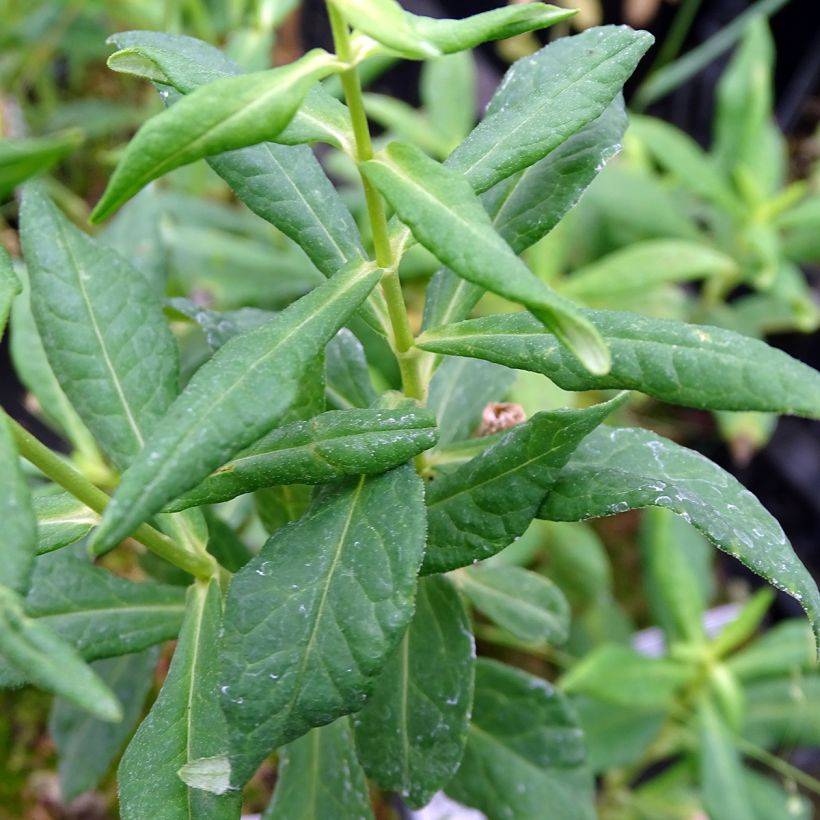 Hohe Flammenblume Jade - Phlox paniculata (Laub)