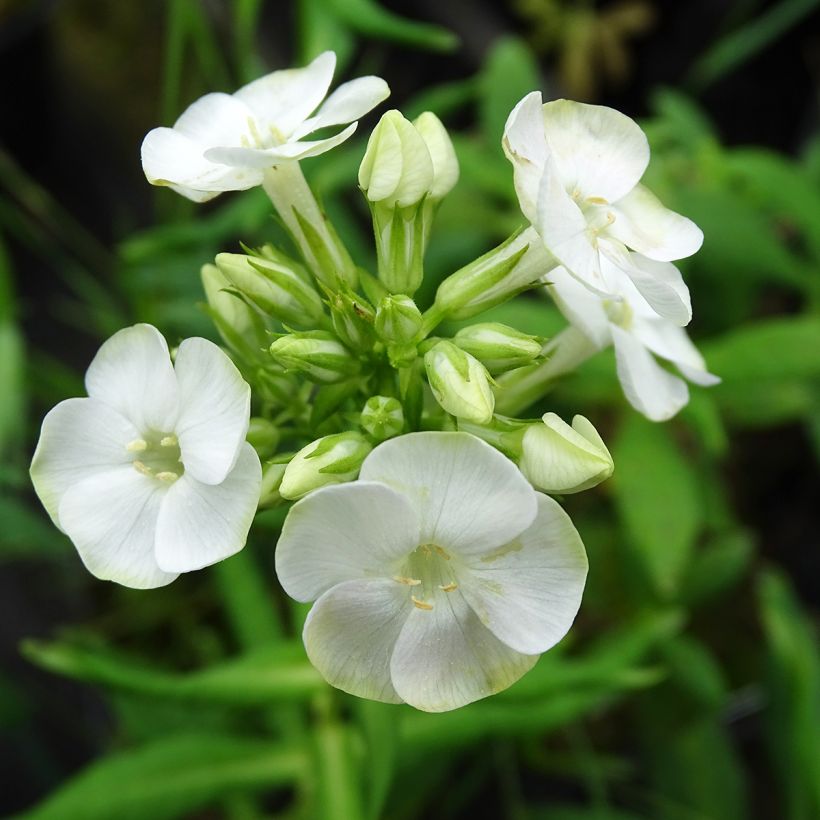 Hohe Flammenblume Jade - Phlox paniculata (Blüte)