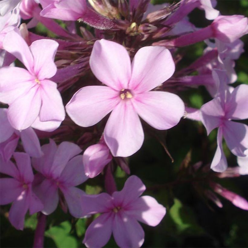 Hohe Flammenblume Lichtspel - Phlox paniculata (Blüte)