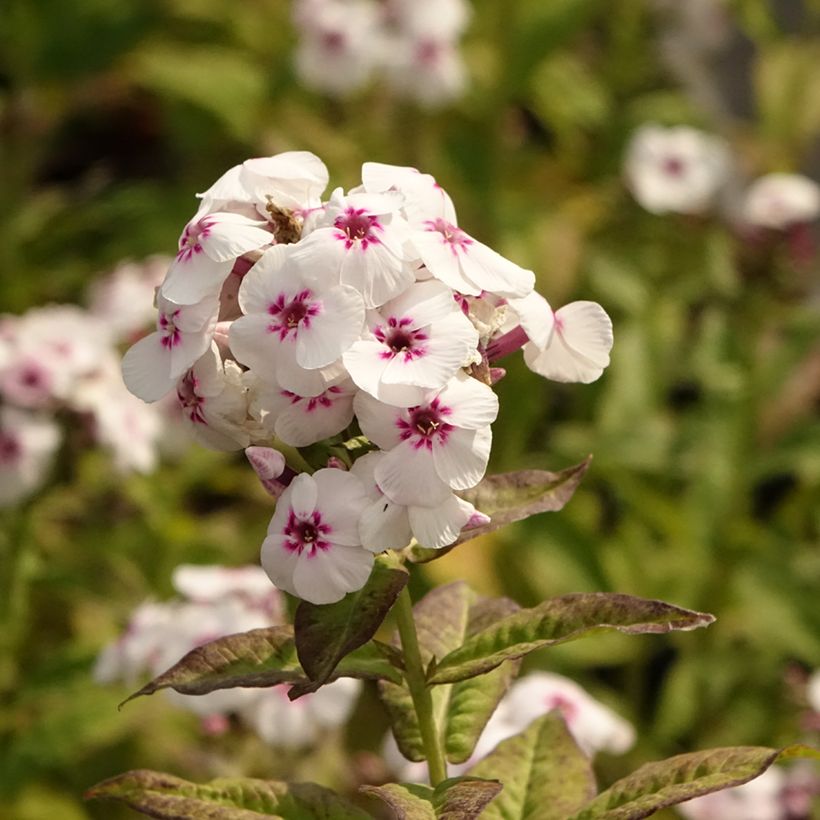 Hohe Flammenblume Mike's Favourite - Phlox paniculata (Blüte)