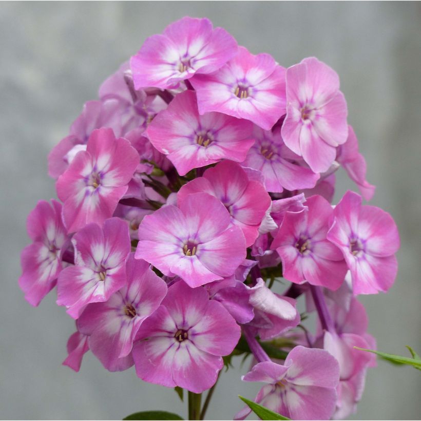 Hohe Flammenblume Pink Eye Flame - Phlox paniculata (Blüte)