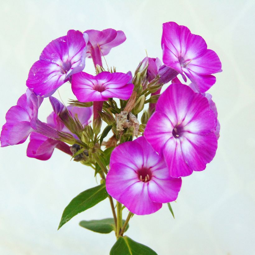 Hohe Flammenblume Purple Eye Flame - Phlox paniculata (Blüte)