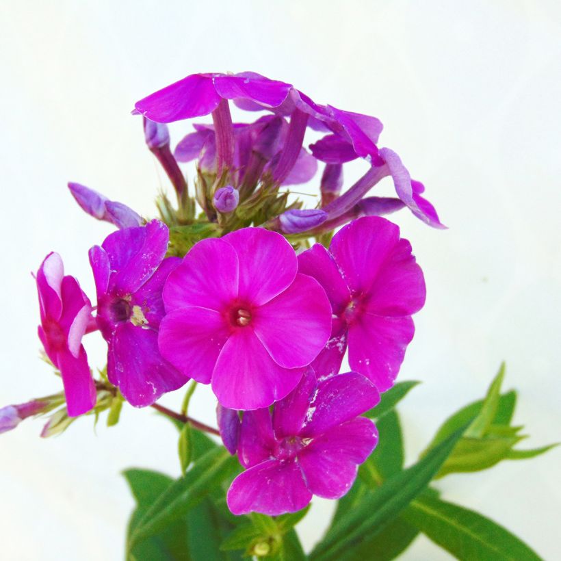 Hohe Flammenblume Purple Flame - Phlox paniculata (Blüte)