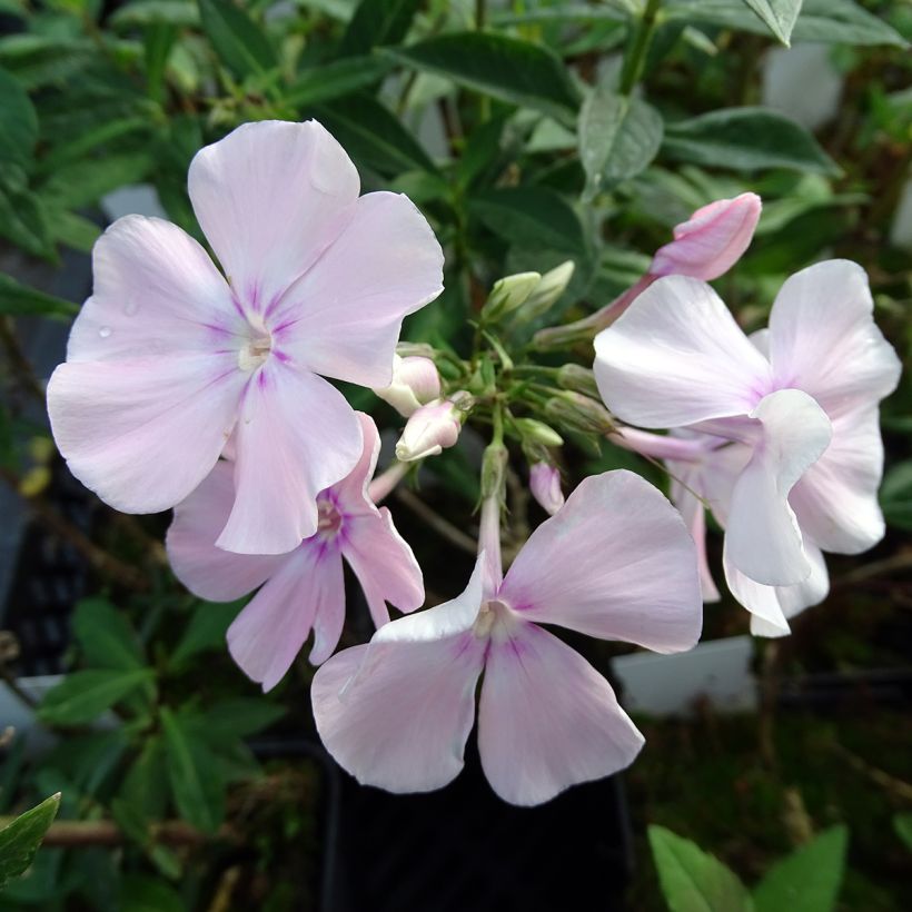 Hohe Flammenblume Rosa Pastel - Phlox paniculata (Blüte)