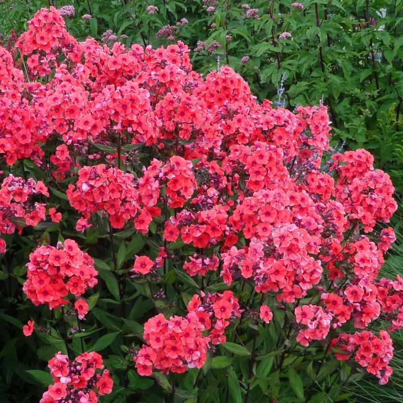 Hohe Flammenblume Starfire - Phlox paniculata (Blüte)