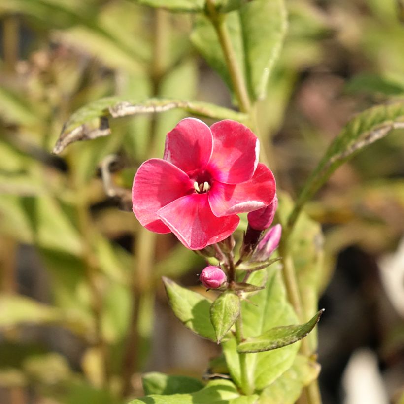 Hohe Flammenblume Stars and Stripes - Phlox paniculata (Blüte)