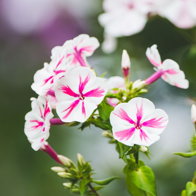 Hohe Flammenblume Twister - Phlox paniculata (Blüte)