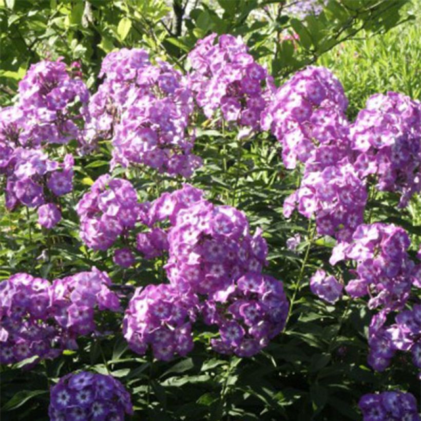 Hohe Flammenblume Uspech - Phlox paniculata (Blüte)