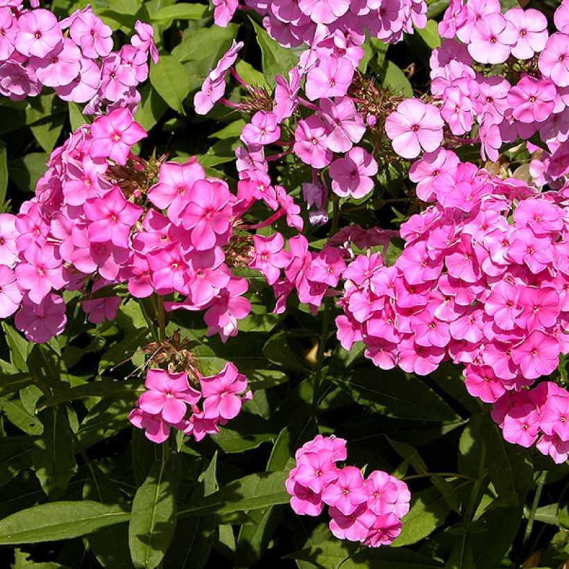 Hohe Flammenblume Windsor - Phlox paniculata (Blüte)