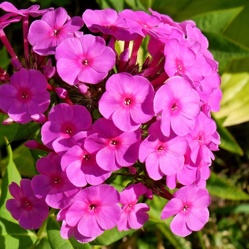 Hohe Flammenblume Younique Cerise - Phlox paniculata (Blüte)