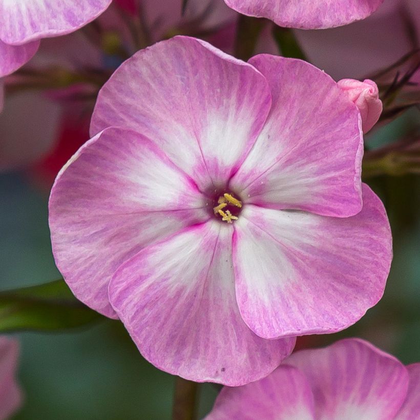 Hohe Flammenblume Younique Old Pink - Phlox paniculata (Blüte)